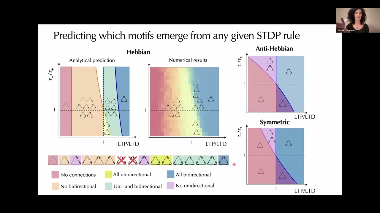 Synaptic Plasticity Shapes Triplet Connectivity Motifs in Spiking Networks - Claudia Cusseddu