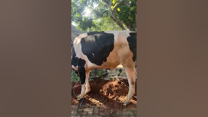 SUASANA IDUL ADHA #shorts #shortsvideo #iduladha #hewankurban #hewanqurban #kambing #sapi #athar
