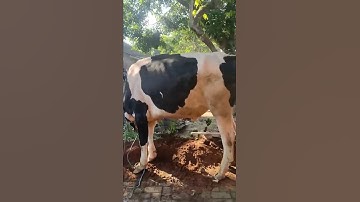 Thumbnail of SUASANA IDUL ADHA #shorts #shortsvideo #iduladha #hewankurban #hewanqurban #kambing #sapi #athar
