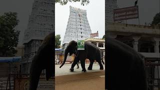 திருச்செந்தூர் முருகா திருவடி சரணம் 🙏🚩🦚 #tiruchendurmurugan #tiruchendurtemple #tiruchendur
