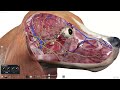 Table vet  3d canine anatomy