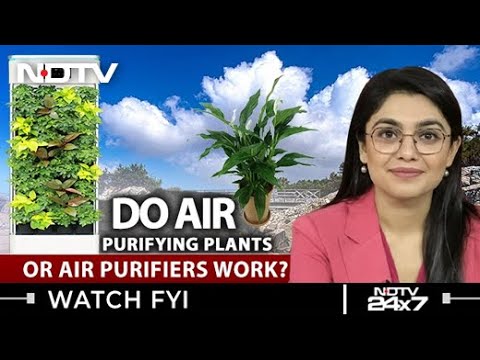 Do Air Purifying Plants Or Air Purifiers Work? | FYI