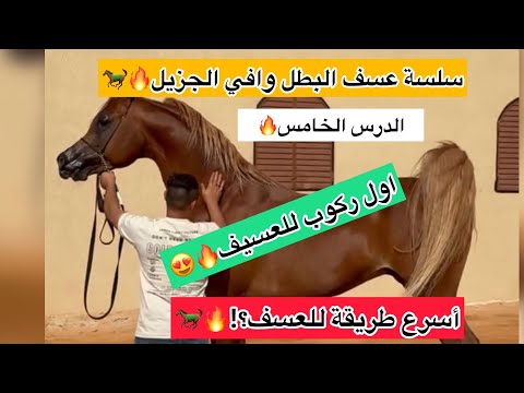 سلسلة عسف | الدرس الخامس | اول ركوب للعسيف !  و تركيب السرج