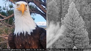 FOBBV Cam: Jackie does quick nest check then snuggles in roost tree with Shadow 💖🦅🦅💖 2023 Nov 16