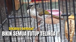 MENGGELEGAR‼️SATU BURUNG JIKA BERKICAU BIKIN RAMAI SATU DESA‼️