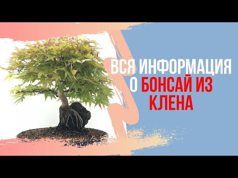 Бонсай клен красный уход в домашних условиях