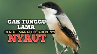 CENDET GACOR Ampuh buat PANCINGAN Cendet agar EMOSI jadi NYAUT BUNYI BONGKAR MATERI ISIAN 