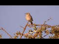 Pink-breasted Lark Singing