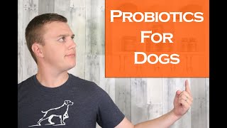 Probiotics For Dogs | Why So Many Dogs Benefit From Probiotics
