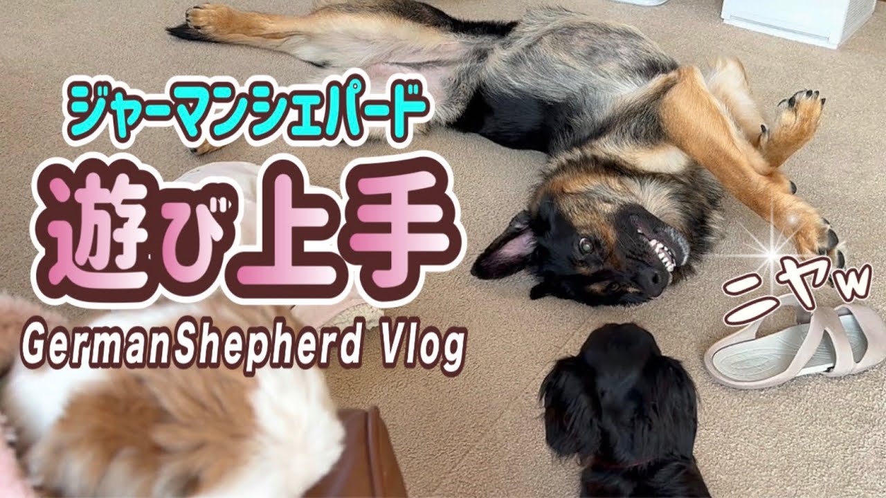 手強いダックスモンちゃんと上手に遊ぶシェパードまろん🐶なぜか今日はシーズーハナが標的に…どうするまろん【ジャーマンシェパード】