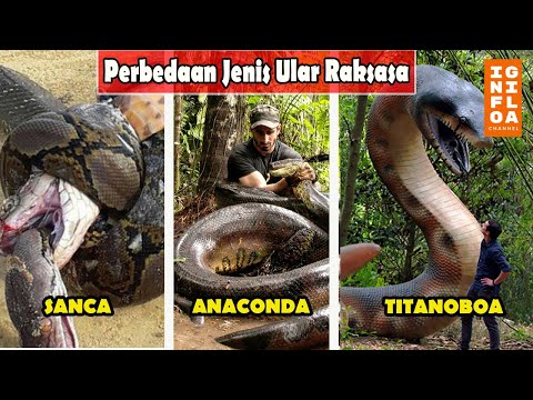 Which is Deadlier? Here's the Difference Between Pythons, Anacondas, and Boas.
