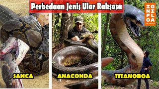 Mana yang Lebih Mematikan ? Inilah Perbedaan Antara Sanca, Anaconda, dan Boa.
