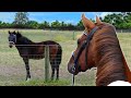 MARE & FOAL SEE EACH OTHER FOR THE 1ST TIME SINCE WEANING! (not the reaction I expected!)