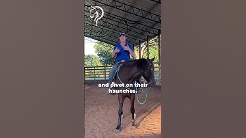 Intro to Neck Reining! Part 4! | The Horse Guru-Michael Gascon