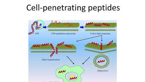 biobarrier 10 - Cell Penetrating Peptides to pass the phospholipid bilayer