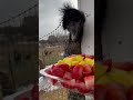 The Emu’s Buffet, he drops so many! Watch him swallow them whole!