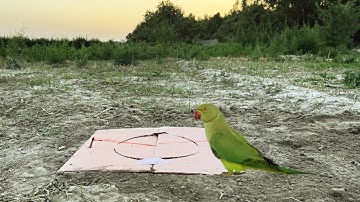 Easy Bird Trap Making To Catch Parrot | Parrot Trap | Primitive Life Today