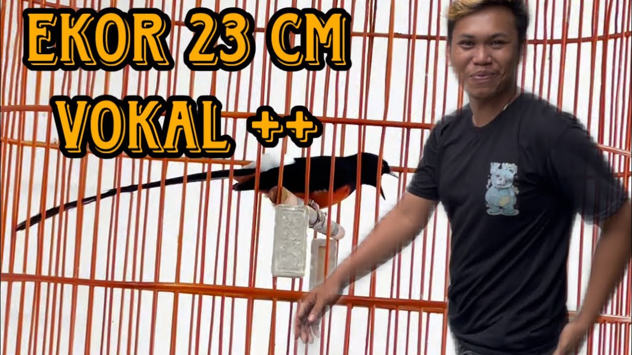 MURAI BATU EKOR PANJANG VOKAL ++ ‼️