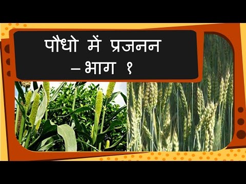 Science Plant Reproduction And Growth Hindi Youtube Science Plant Reproduction And Growth Hindi Youtube