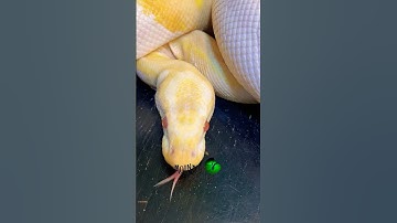 Pied babies on the way! #molinarosnakelab #babysnake #piedballpython #reptiles #python #shorts #pied