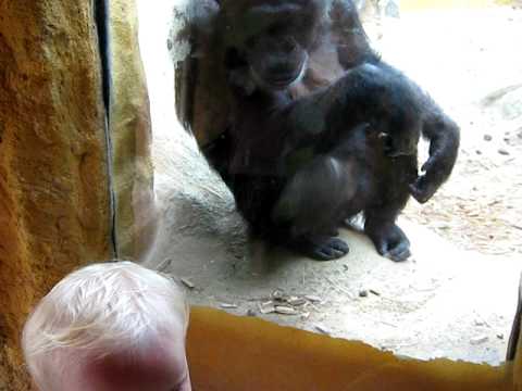 Video: Gorillaer Er Mye Nærmere Mennesker Enn Sjimpanser