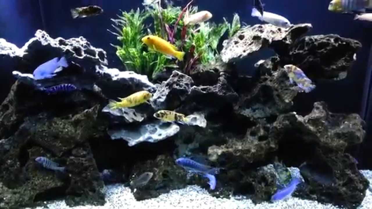 African Cichlids in 110 galllon with Lace Rock. YouTube