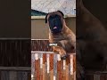 Which Guard Dog Would You Choose for Your Family? 🤔🐕 #dogs #protection