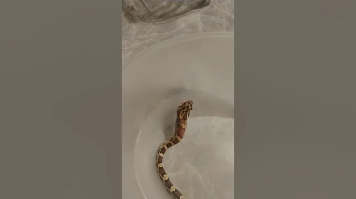 My new corn snake feeding part 2 awesome pinkie fe...