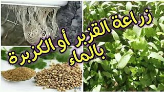 زراعة القزبر بالماء طريقة ناجحة وسريعة,مراحل النمو.