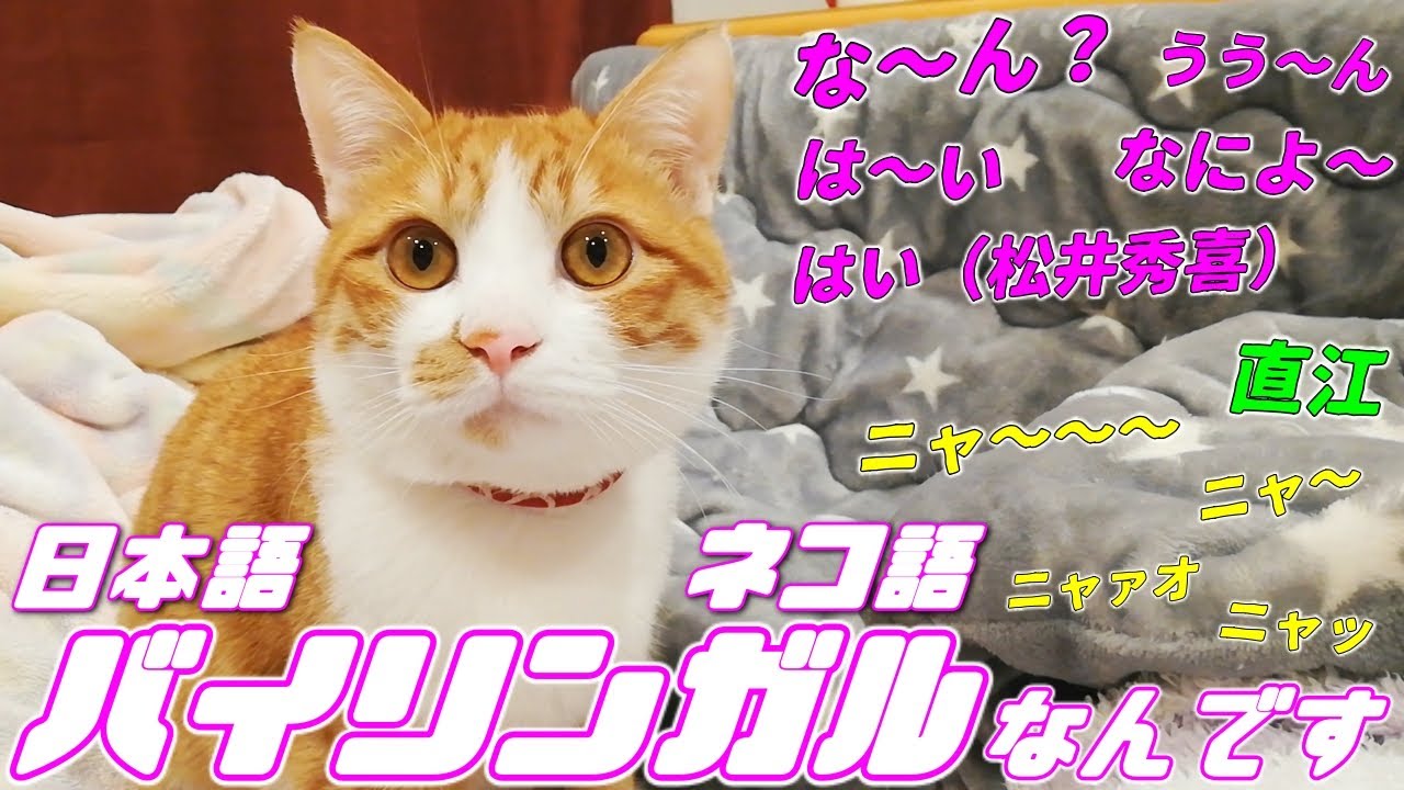 Talking Cat] A Bilingual Kitten Who Can Speak Both Japanese and