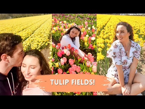 Tulip Fields, Lisse Netherlands | TRAVEL VLOG