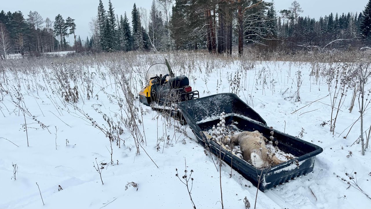 ДОБЫЛ КОСУЛЮ НА НОВЫЙ ГОД. ГОТОВИМ СЕРВЕЛАТ ИЗ ДИКОГО МЯСА.