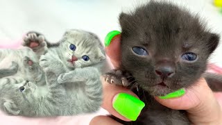 Cute kittens love taking care of foster baby Blackie