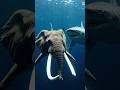Amazing sea creature 🥰 #seacreatures #deepsea #underwater #viral #foryou