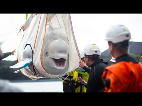 Video: Wale Erreichen Das Schutzgebiet Der Belugawale In Island