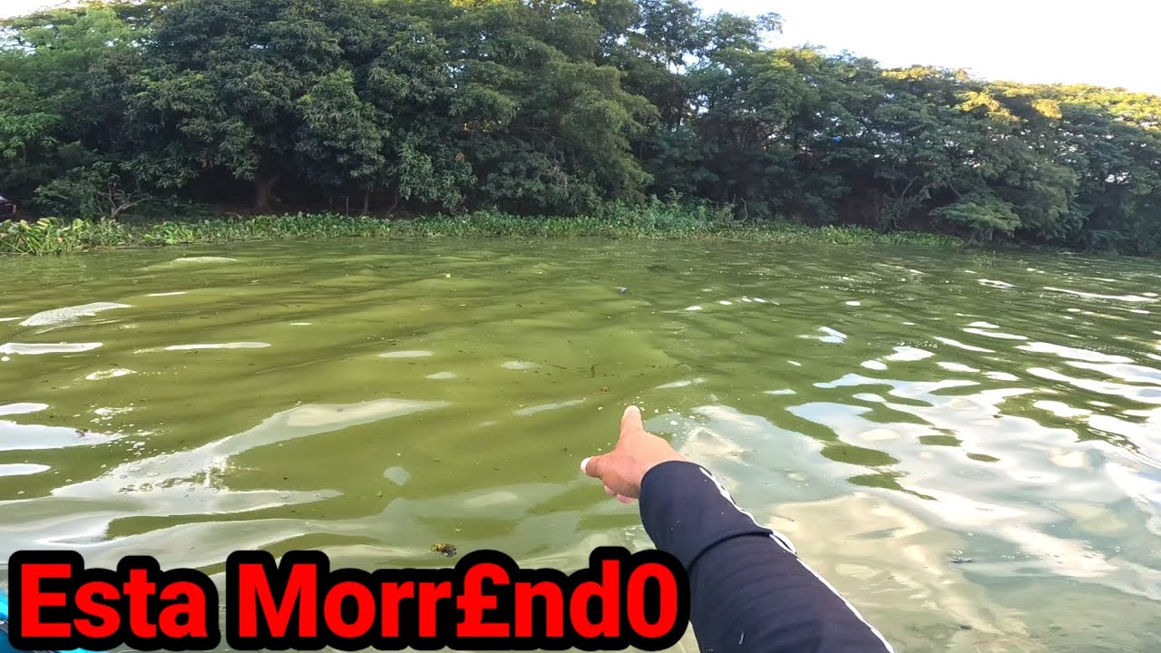 Alguma coisa muito estranha está acontecendo aqui, Nem sei como peguei esse tanto de peixe aqui.