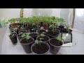 Tomato seedlings in 30 days + cabbages