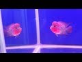 LIOW VIDEO: Bought a flowerhorn from THAT AQUARIUM 购买花罗汉鱼