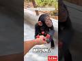 #shorts #ytshorts #viral #trending #fyp #foryou #foryoupage #usa #viralvideo #trendingshorts