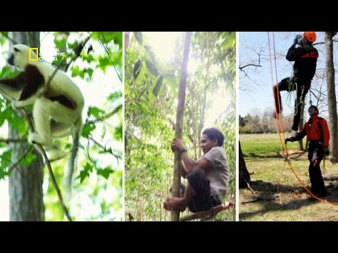 Vidéo: Nous allons apprendre à grimper à un arbre : mode d'emploi