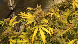Critical Kush Day 65