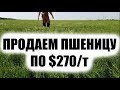 Как выгодней продать ячмень и пшеницу. Изучаем цены + обзор льна