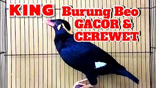 King Burung Beo Gacor Cerewet‼️