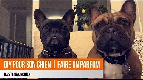 Est-ce que je peux mettre du parfum à mon chien ?