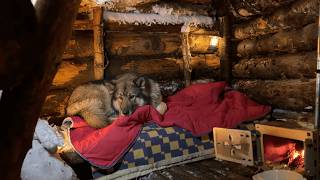 Man Builds Secret Shelter Under Giant Fallen Tree
