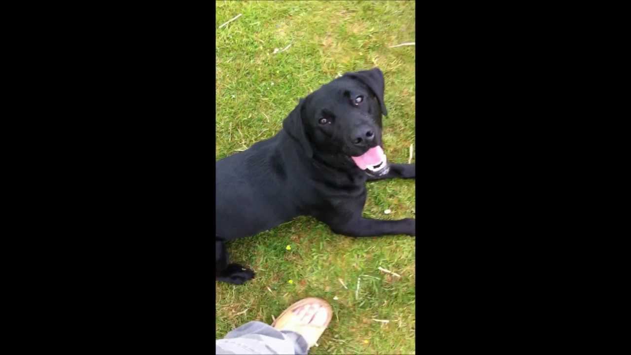 non-compulsive whistle training labrador gun dog - YouTube