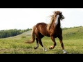 Horse Walking, Horse Hoof Sounds