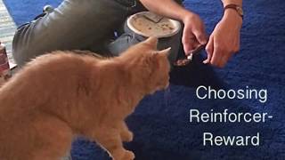 Choosing Reinforcer-Reward Clicker Training by Clever Cats Livonia 287 views 5 years ago 48 seconds