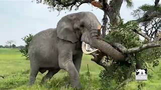 Jabu wrestling a log into bite size pieces. | Living With Elephants | Botswana