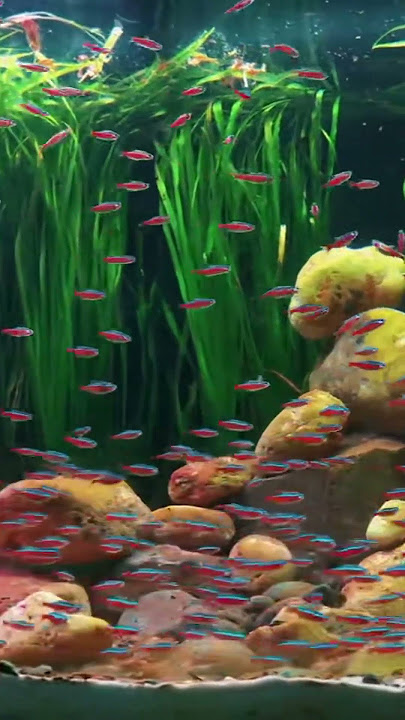 Top 5 Best Small Fish for Planted Aquariums